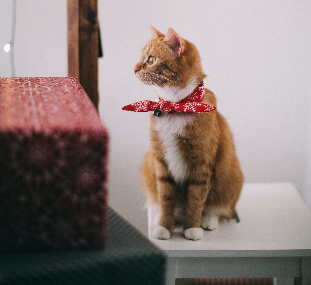 A brown and white cat with a red tie on its neck while sitting on a white stool.